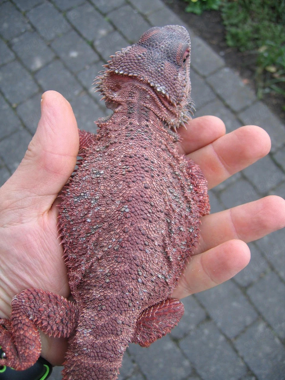 Bartagame Red Monster het Hypo Bock - handzahm - adult - 280 Gramm