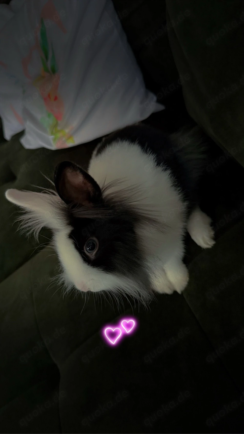 Löwenkopfkaninchen
