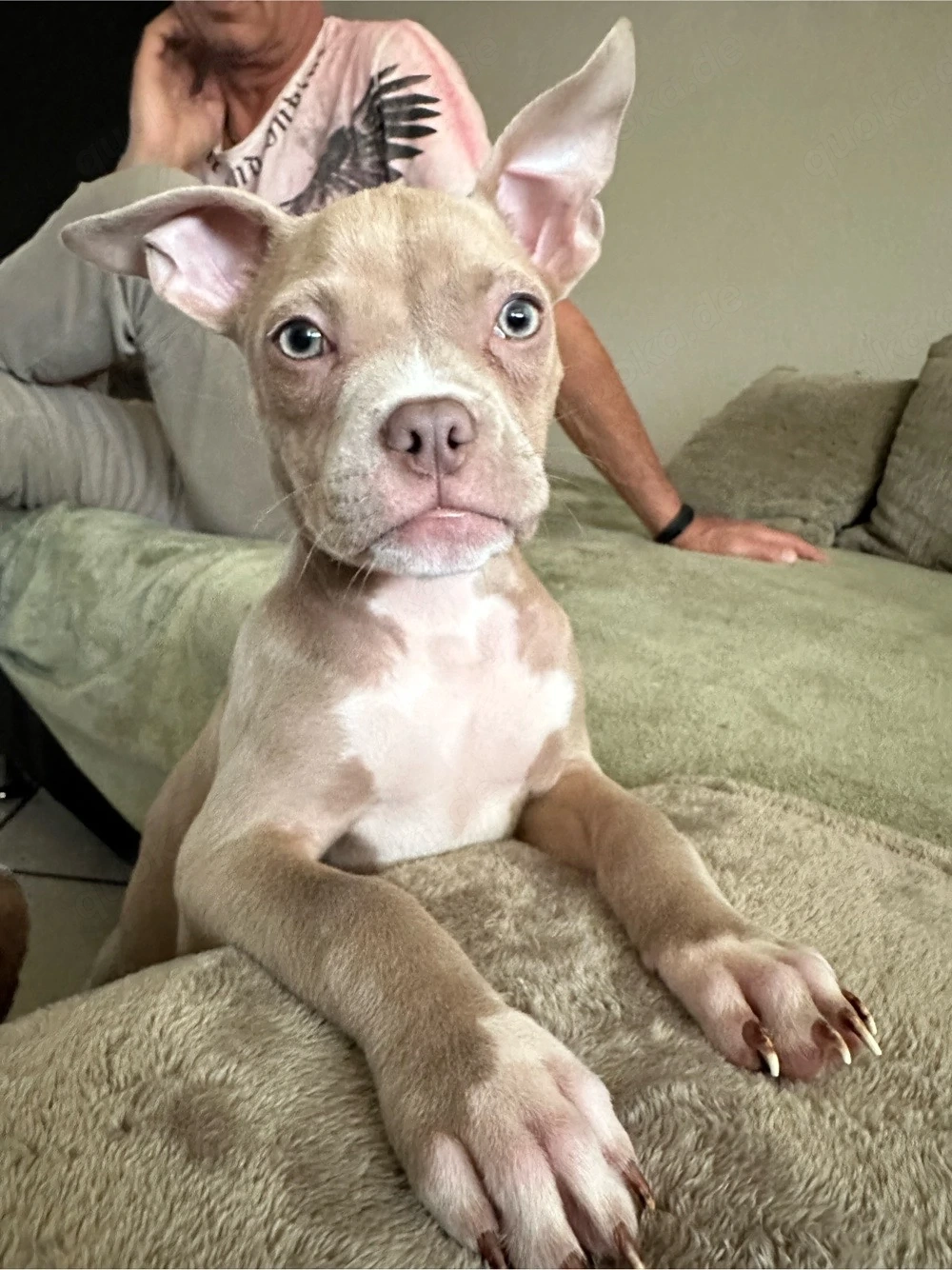 Wunderschöne American Pocket Bully Hündin 