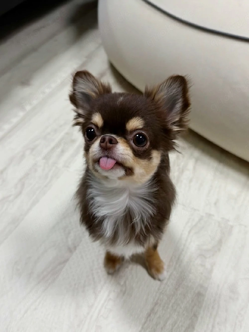 entzückender Chihuahua-Welpe