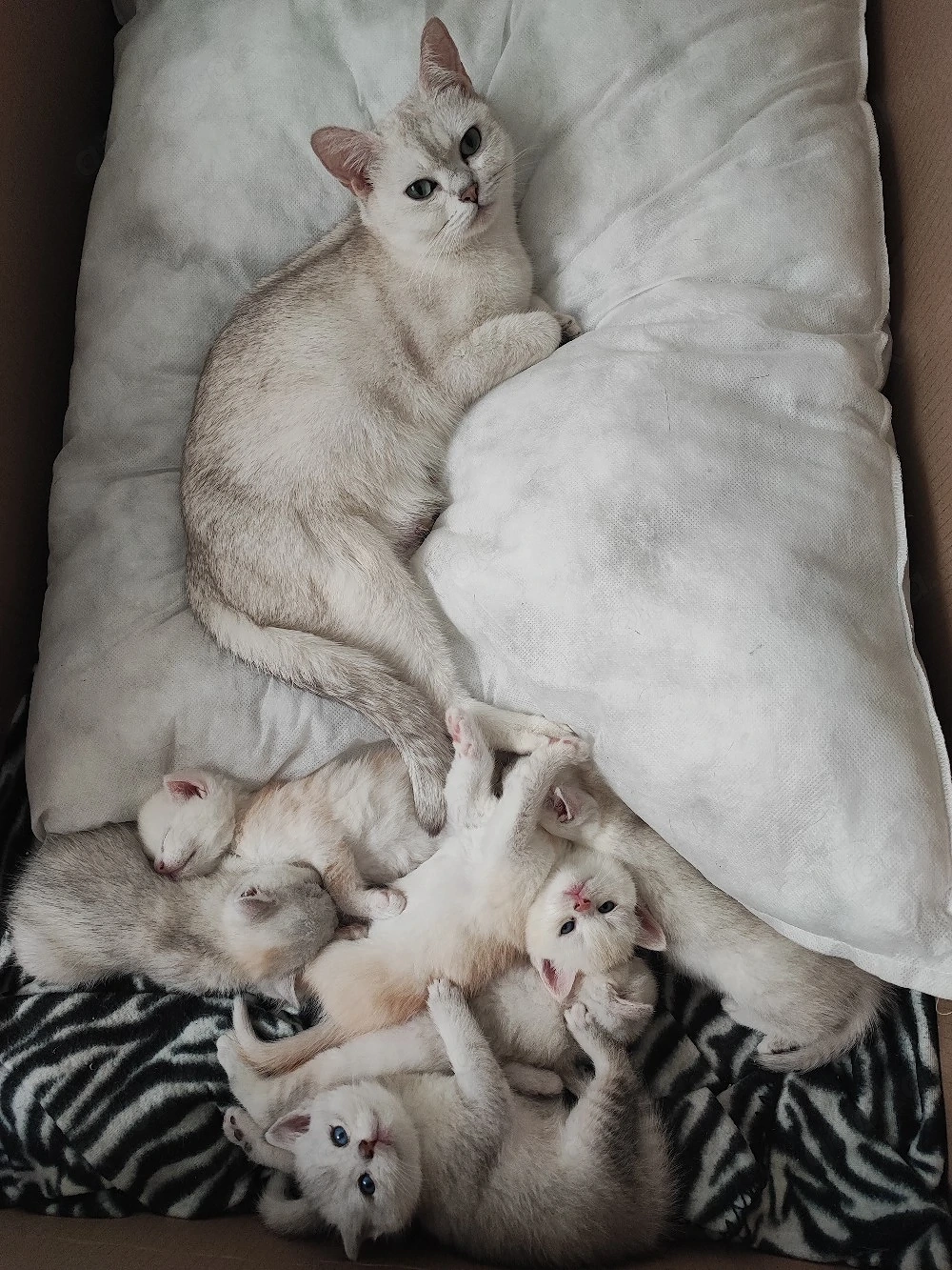 Bkh-Mix Kitten ab Ende April abgabebereit (3 Monate) München