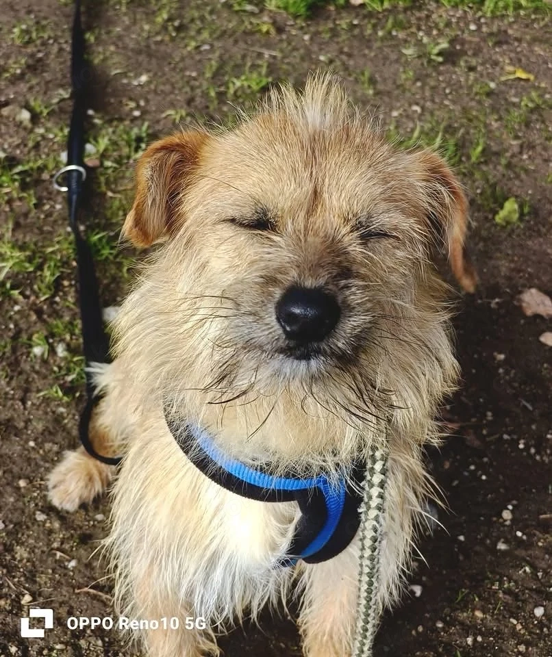 KENNY    kleiner Sonnenanbeter sucht sein Zuhause