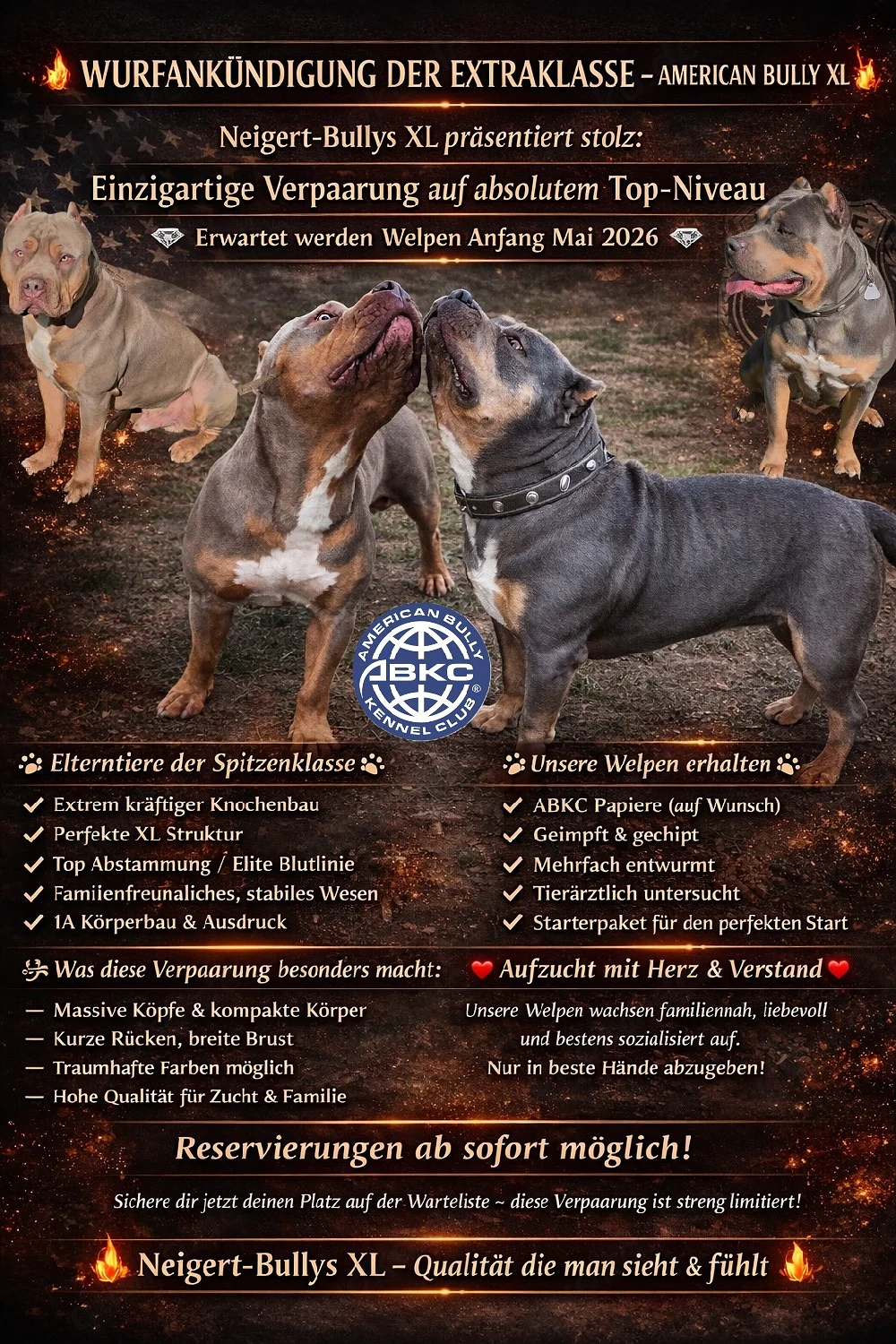 American Bully wurfankündigung für mai