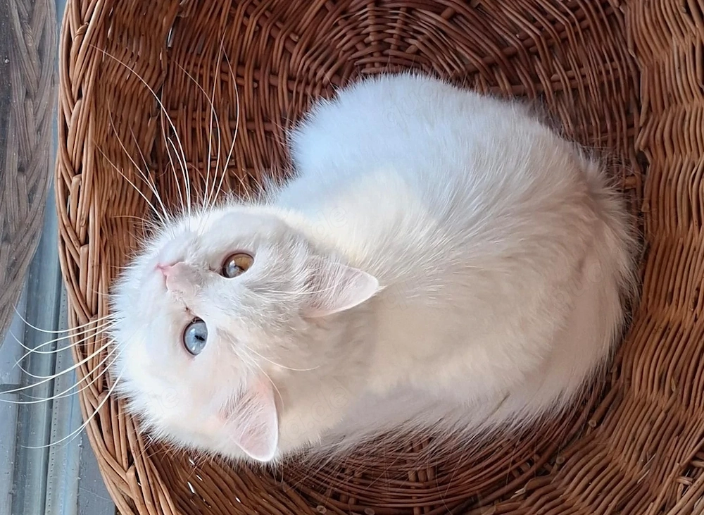 Maine Coon Kitten Wurfankündigung Anfang Mai Blue oder Split Odd Eyes möglich