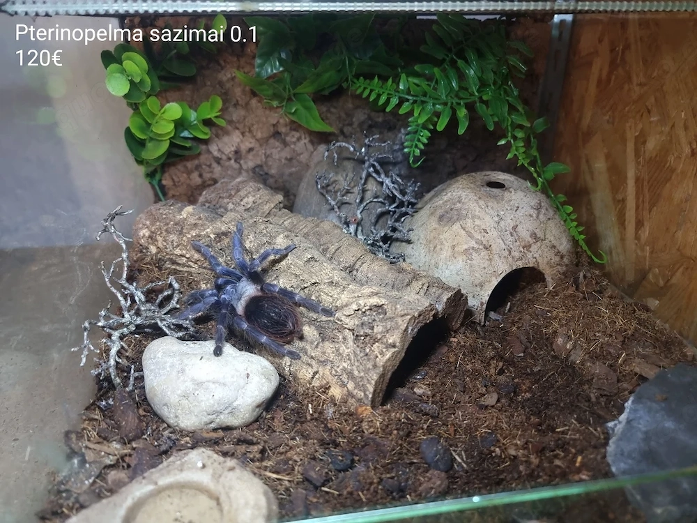 Vogelspinnen mit komplett eingerichtetem Terrarium 