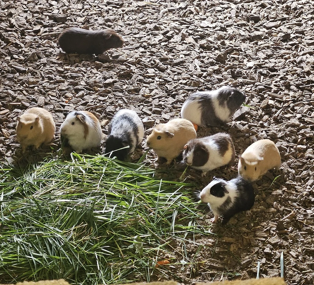 Meerschweinchen männlich 4-6 Monate alt 