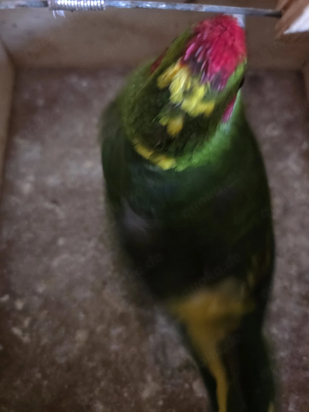 Ziegensittich Hähne