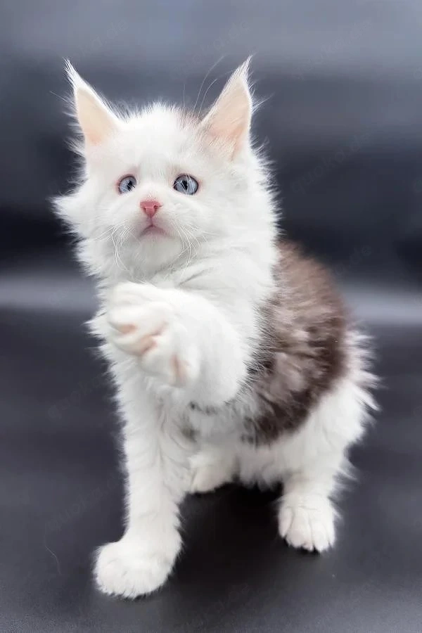 Edle Maine Coon Kätzin   13 Wochen   Solid Blue & Super Sanft