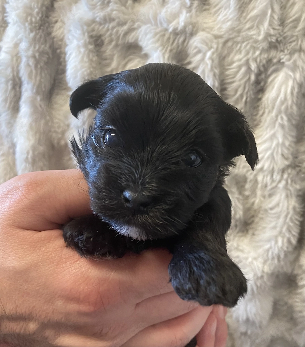 Reinrassige Yorkshire Terrier Welpen mit Ahnentafel 