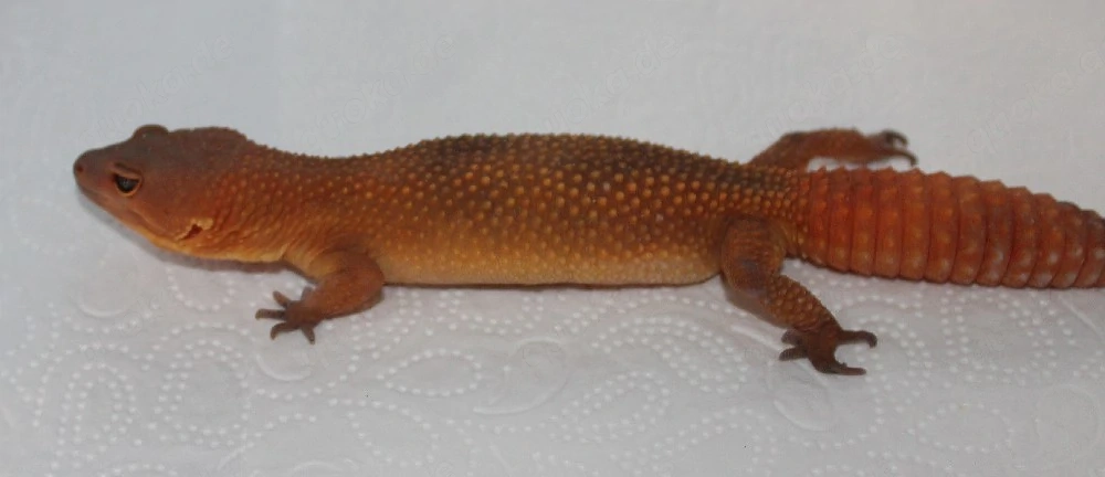 Inferno blood 0.1 aus 24' Leopardgecko