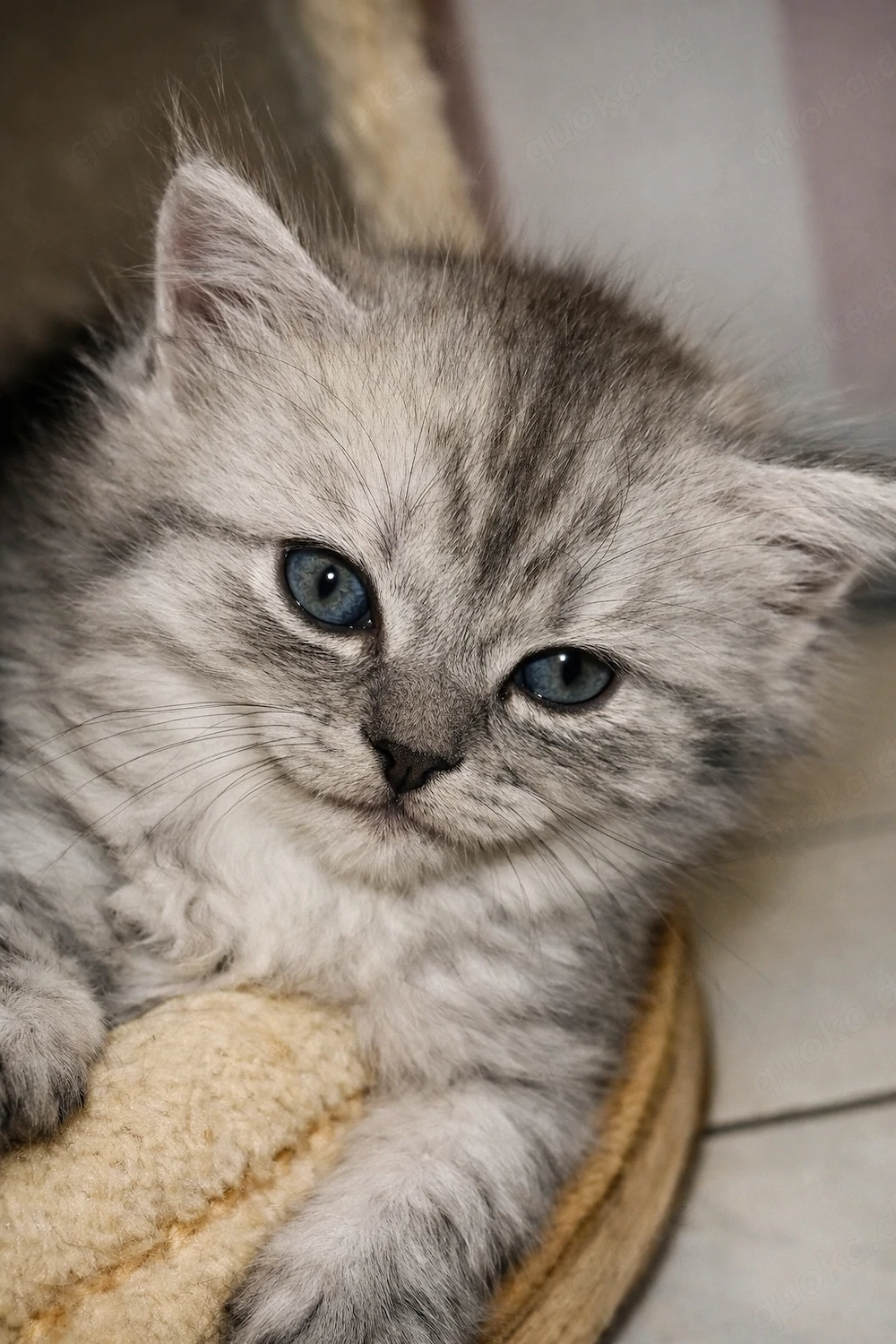 Wunderschöne Maine Coon   BKH  Mix Kitten