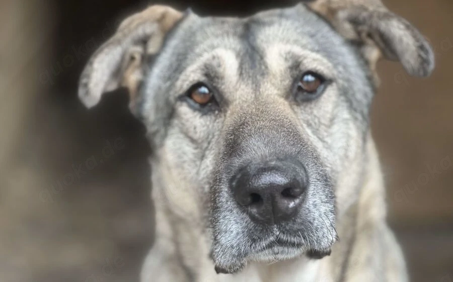 zaghafte Dana sucht ein eigenes Zuhause