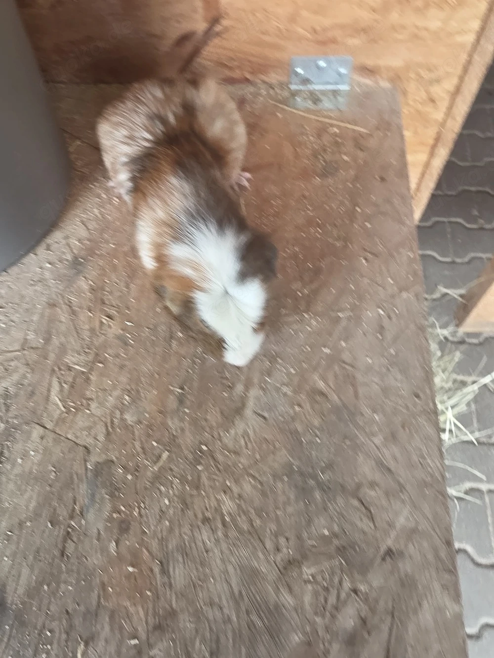 Meerschweinchen Männchen 