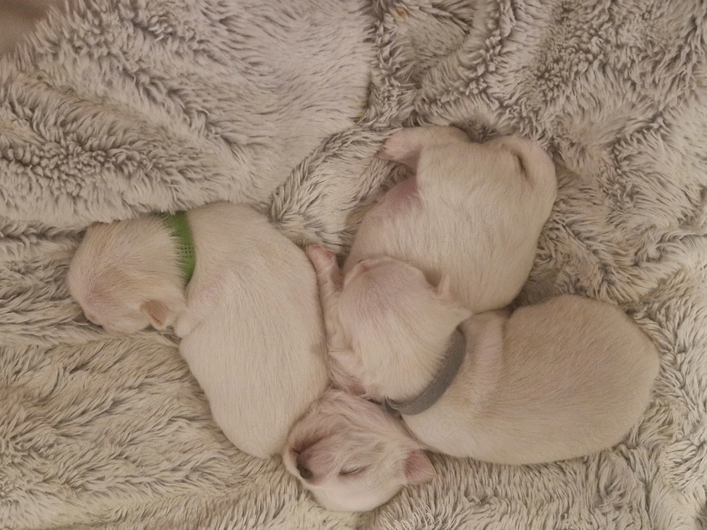 3 süsse chihuahua welpen