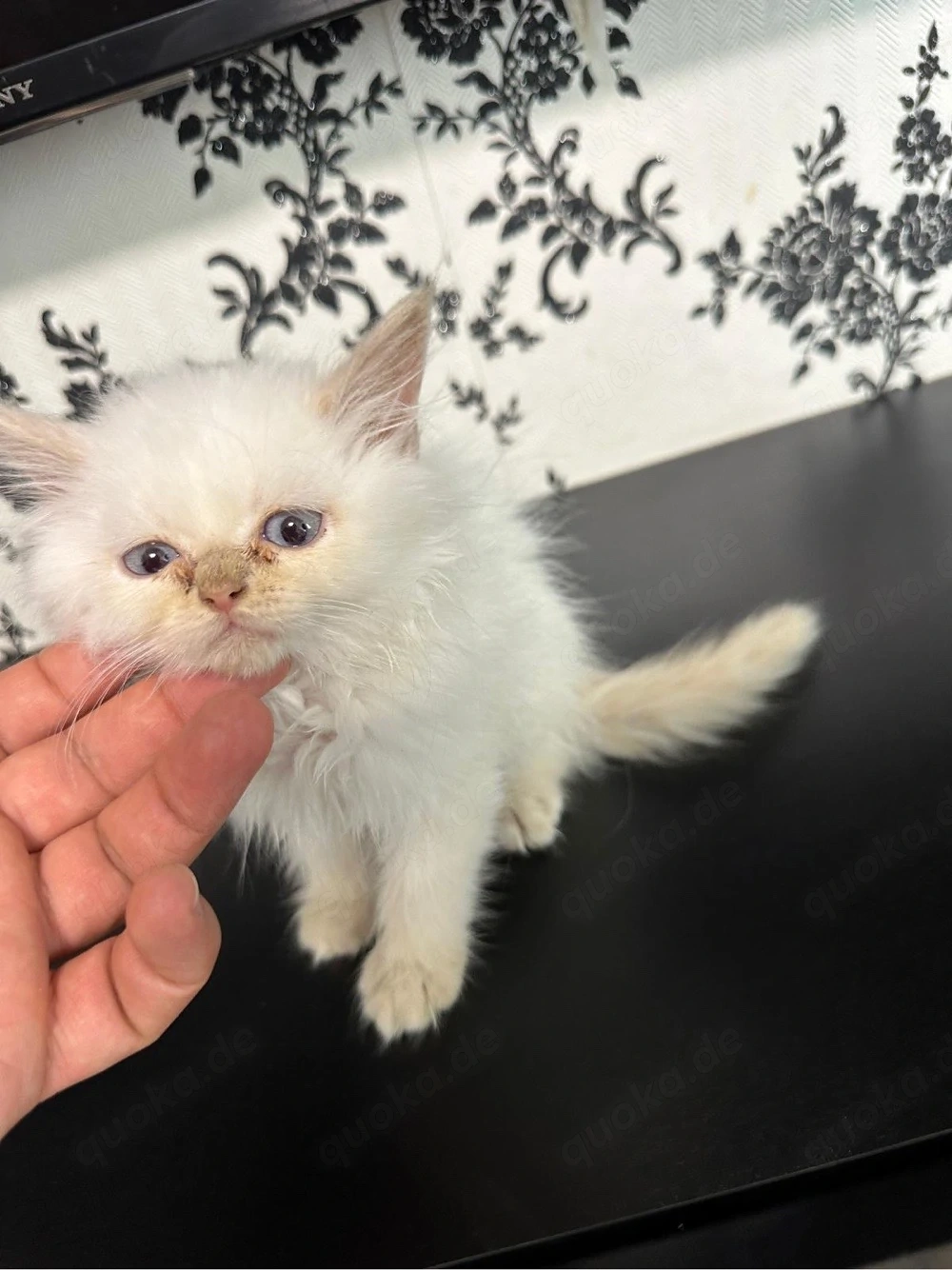 bkh kitten abgabe bereit 