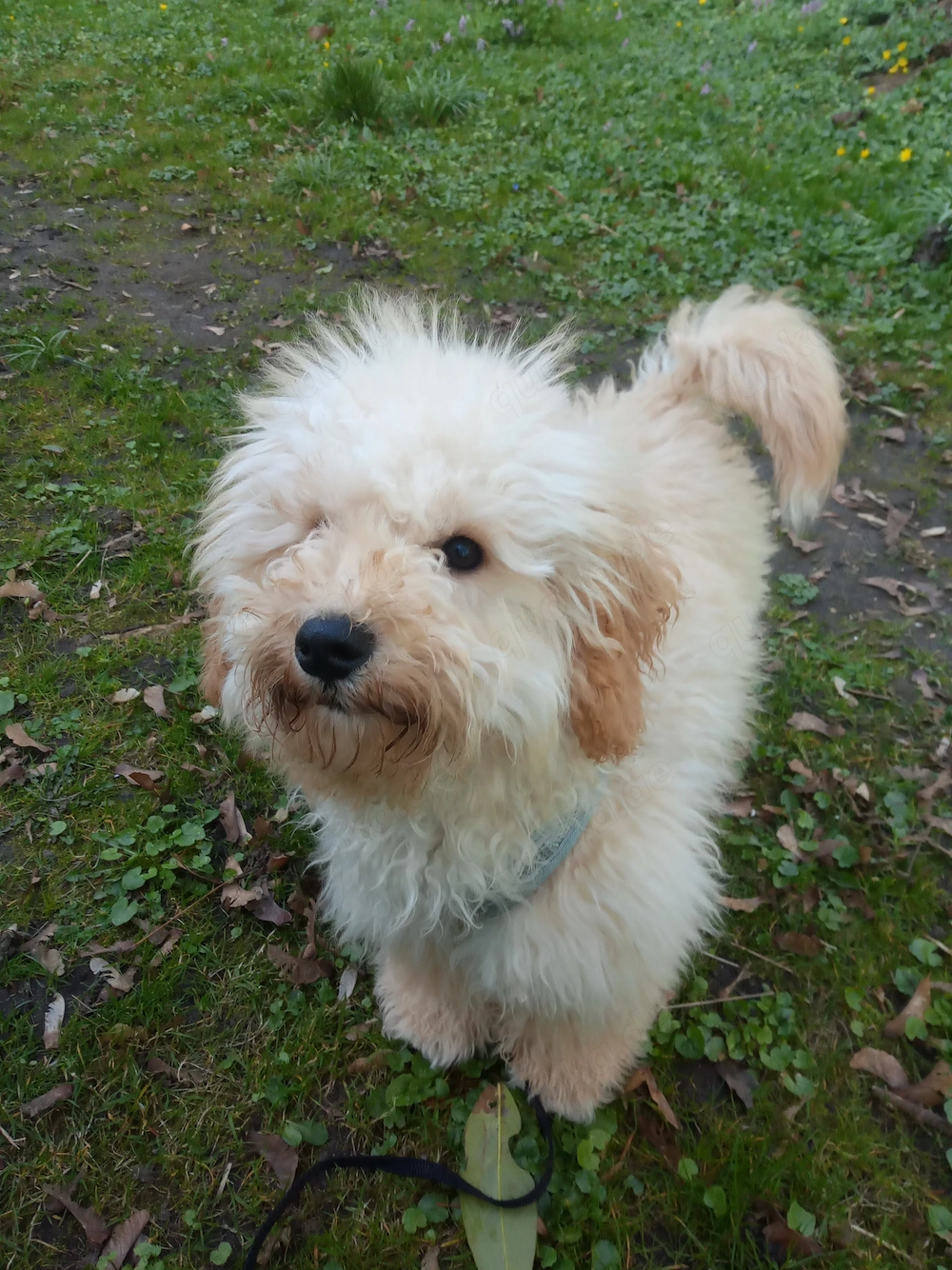 Hund schweren Herzens abzugeben