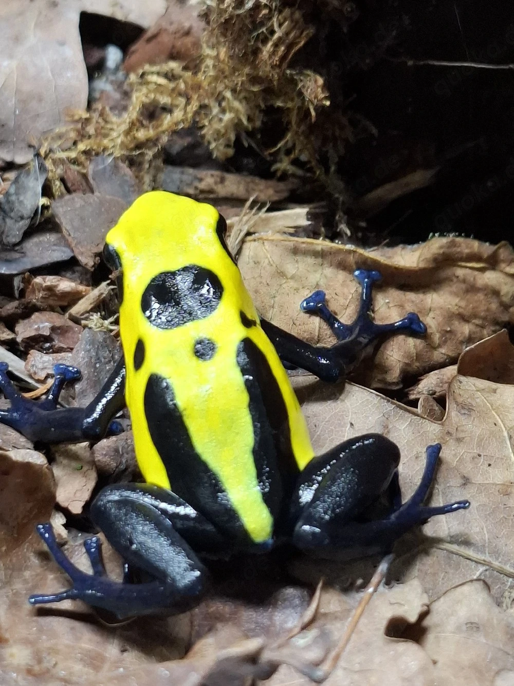 Dendrobates t. citronella Männchen 
