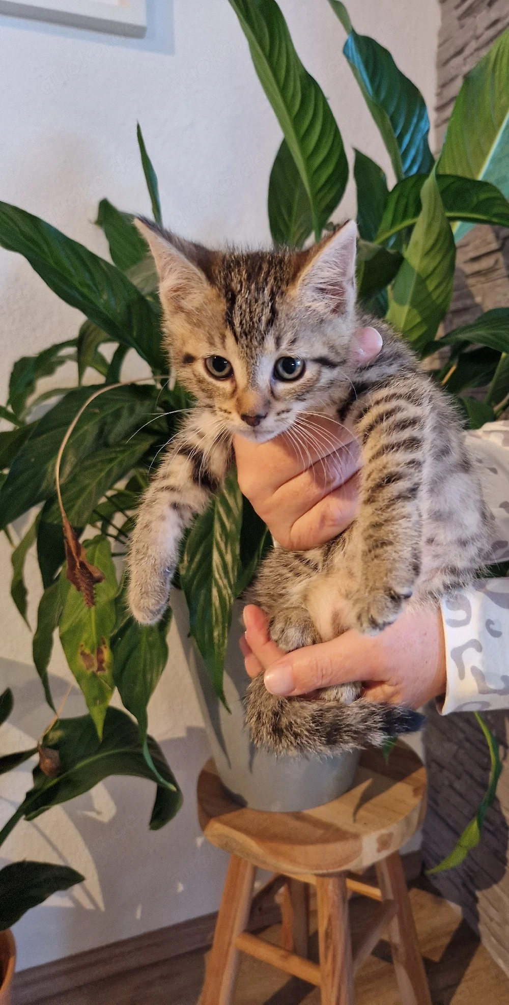 Süße Haus- und Hofkitten