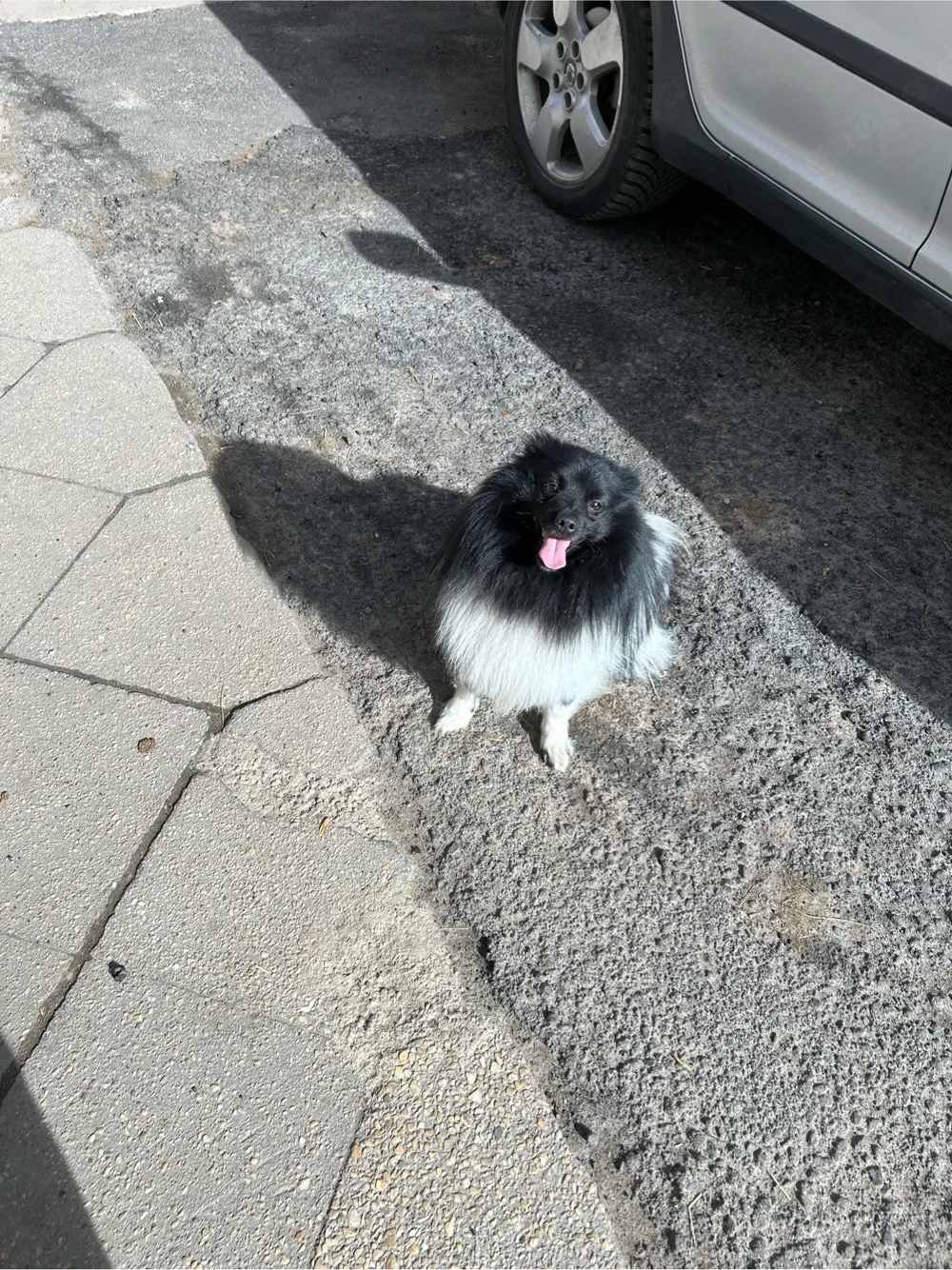 Zwergspitz Deckrüde