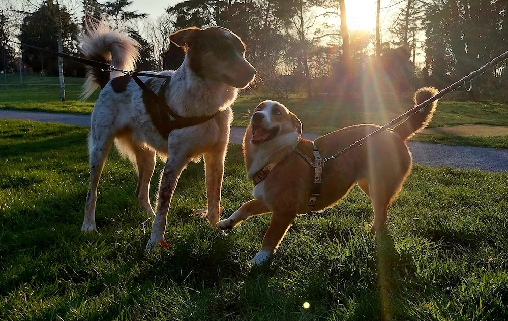 Mica - ein echtes Juwel auf 4 Pfoten