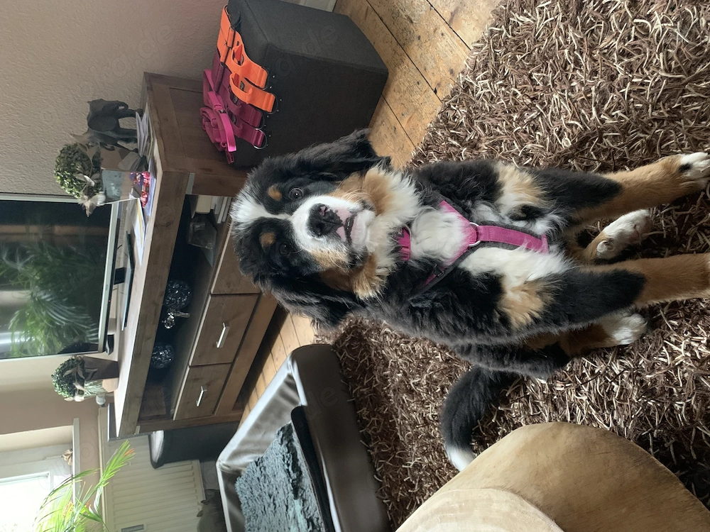 Berner Sennen Hündin 