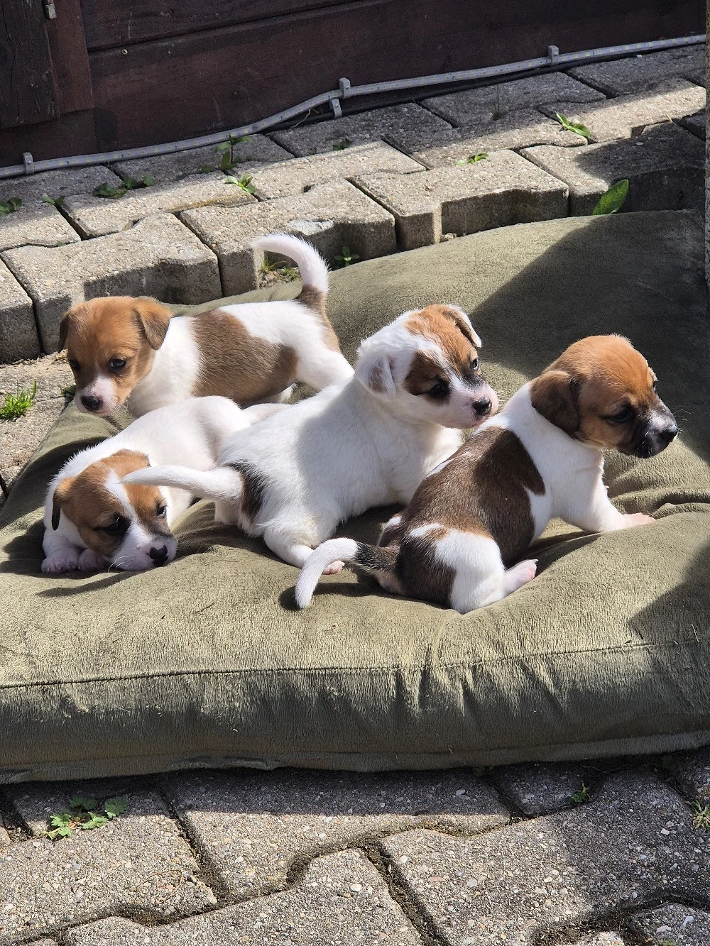 2 Rüden und 1 Hündin suchen noch passendes Zuhause 