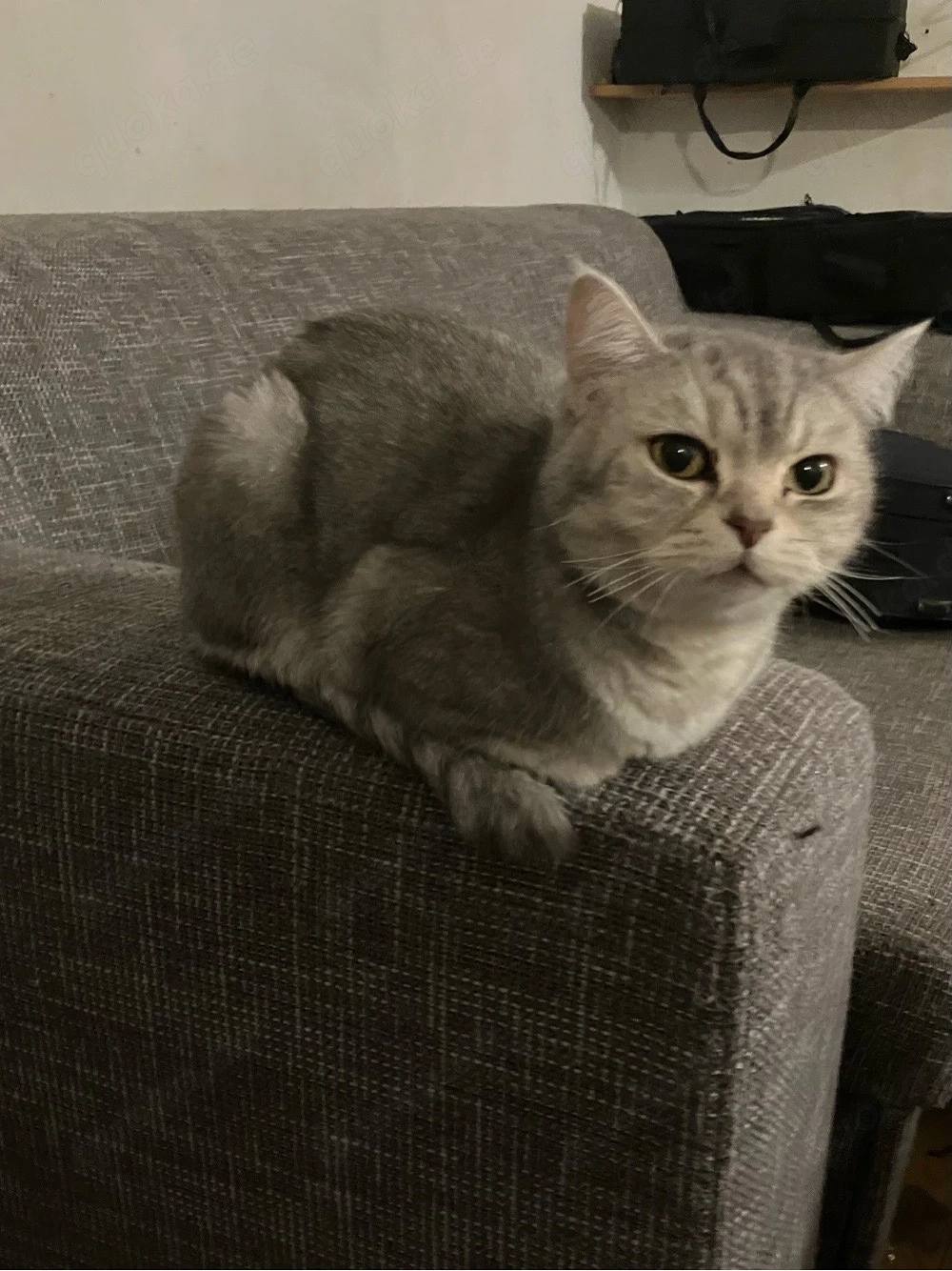 sehr liebe und verschmuste BKH Katze