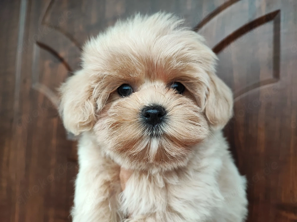 Wunderschöne Maltipoo 