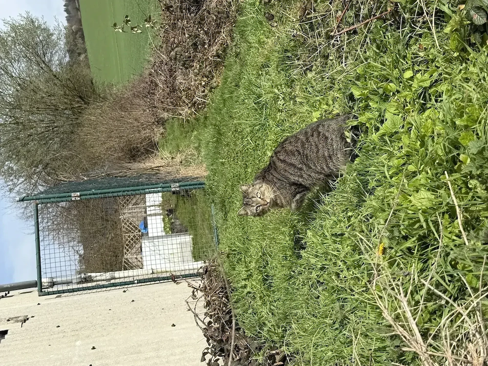 Kätzchen Wurf Mai 2026