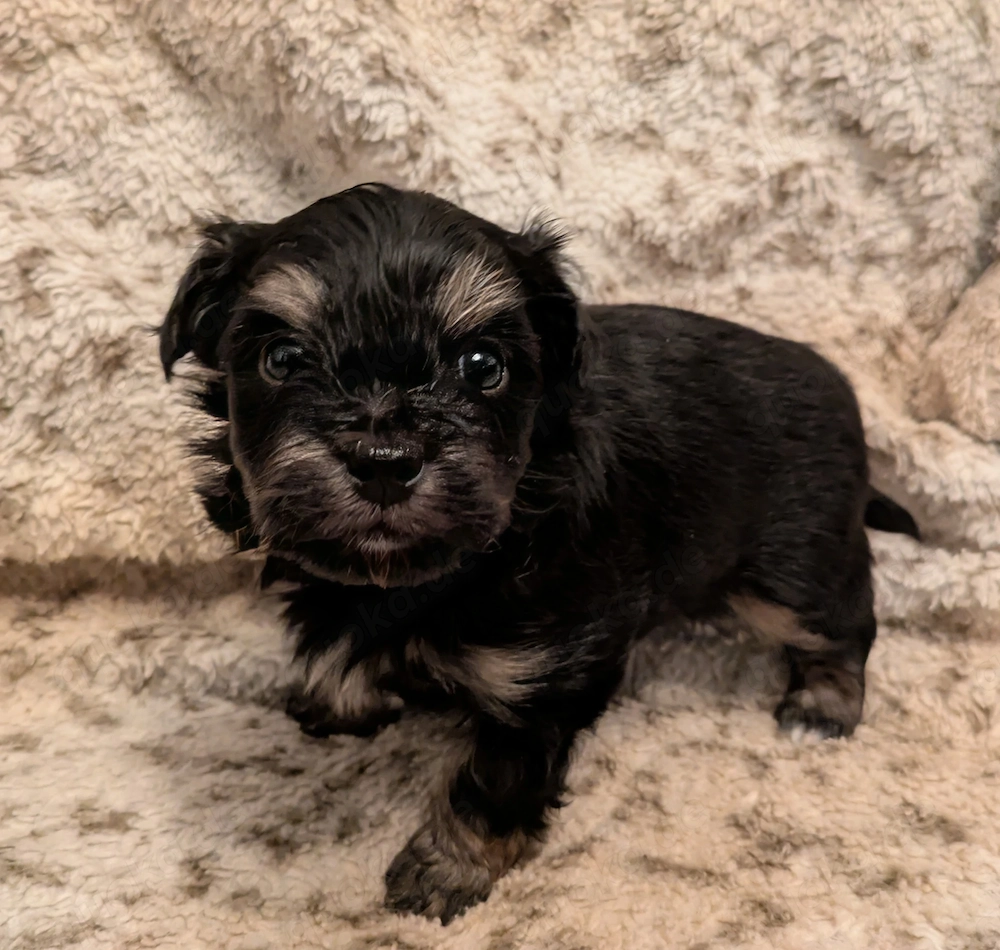 Maltipoo Chihuahua Mix Rüde