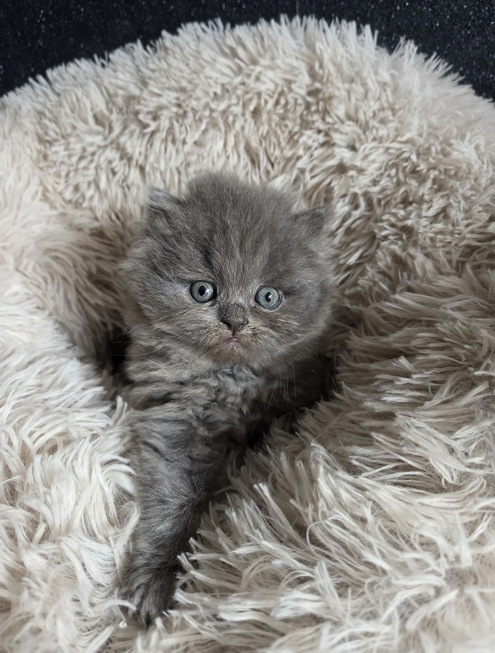 Blaues Perser Kind sucht ab Mai Kuschelpersonal 