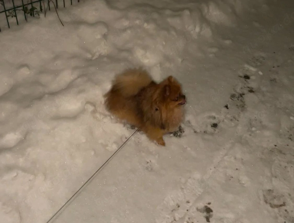 Xs Pomeranian Rüde VB! 