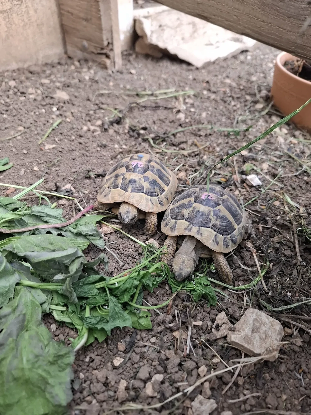 Griechische Landschildkröten 5 und 9 Jahre 