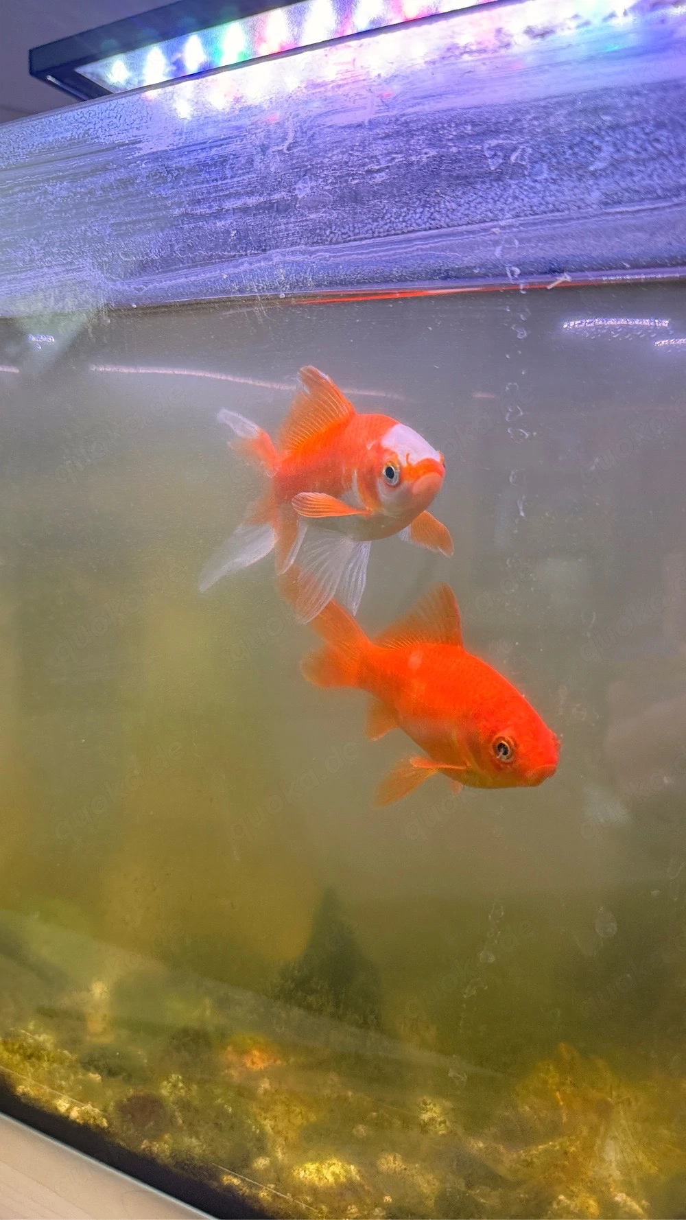 goldfische zu verschenken 