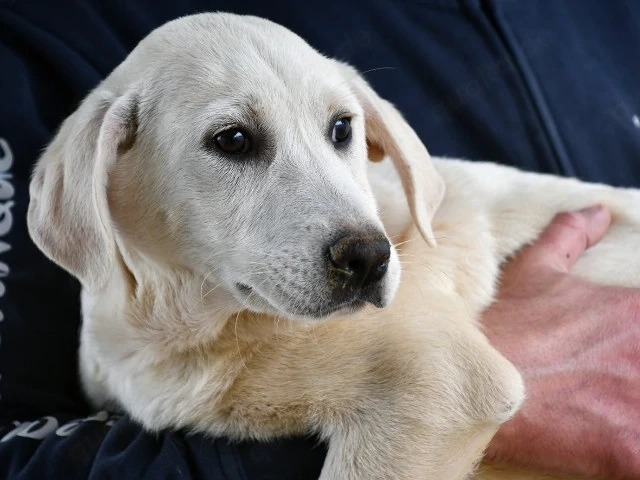 Canada sucht ihr Zuhause (noch auf Sardinien)