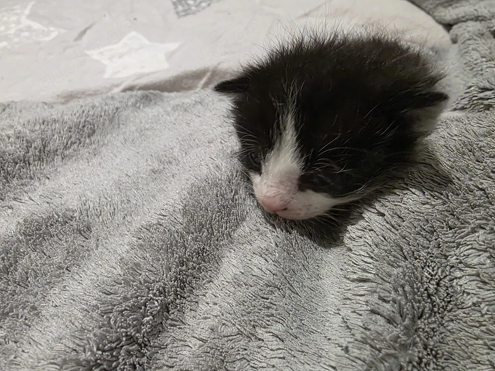 kleines schwarz weises mädchen sucht ein zuhause   