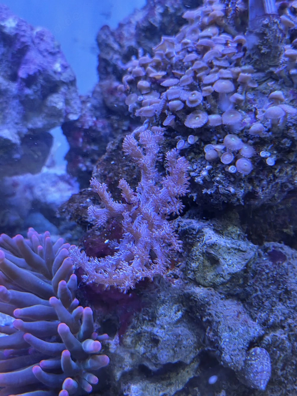 Keniabäumchen, Meerwasser, Salzwasser, Aquarium, Korallen