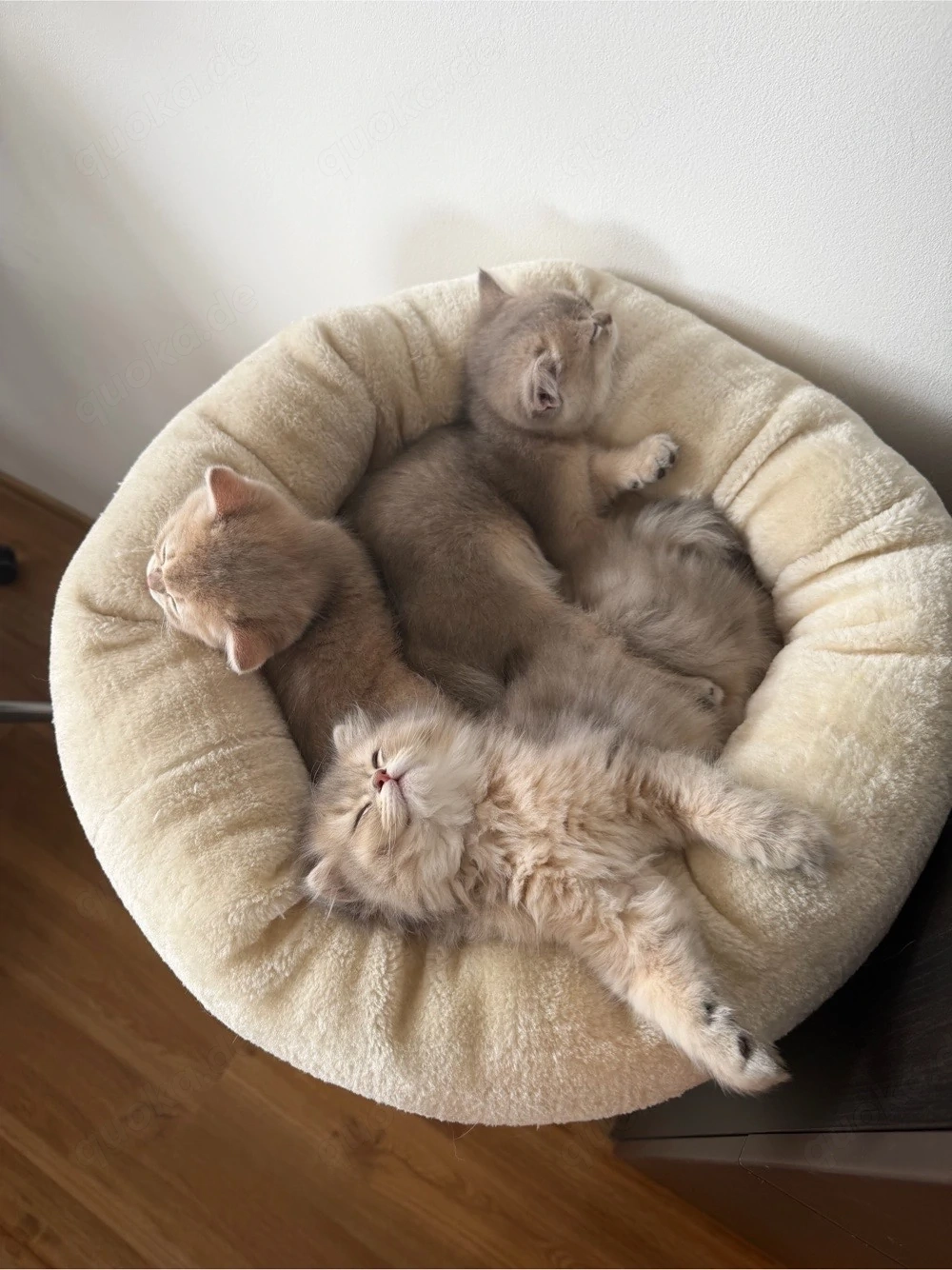 BKH  Kitten weiblich sucht ein liebevolles Zuhause