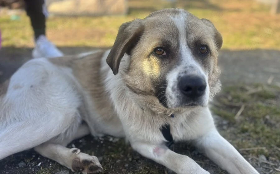 Wird Gandalf dein Gefährte?