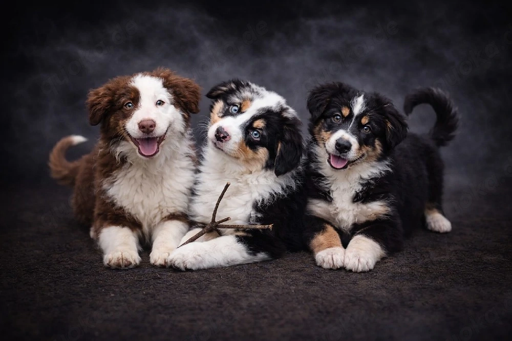 Miniature Australian Shepherd Welpen mit Papieren 