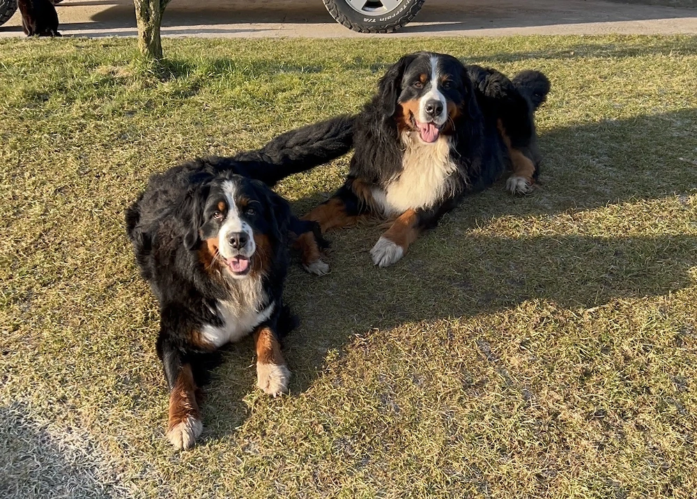 Berner Sennen Hund Wurfankündigung