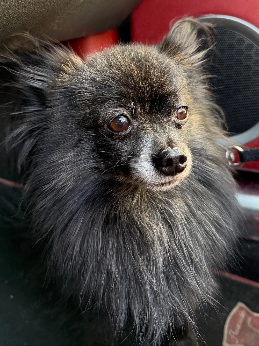 PomChi Sucht neues Zuhause 