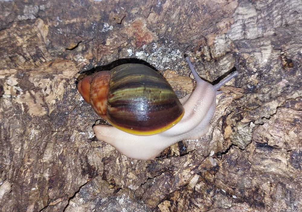 Archachatina Ventricosa, Achatschnecken