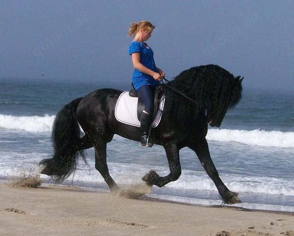 =..Friesenpferd (ROLLY)***!