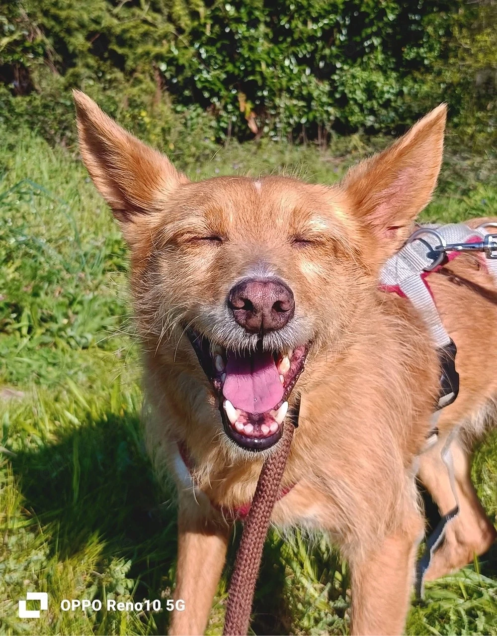 DOLLY,  die Vergessene mit dem großen Herzen