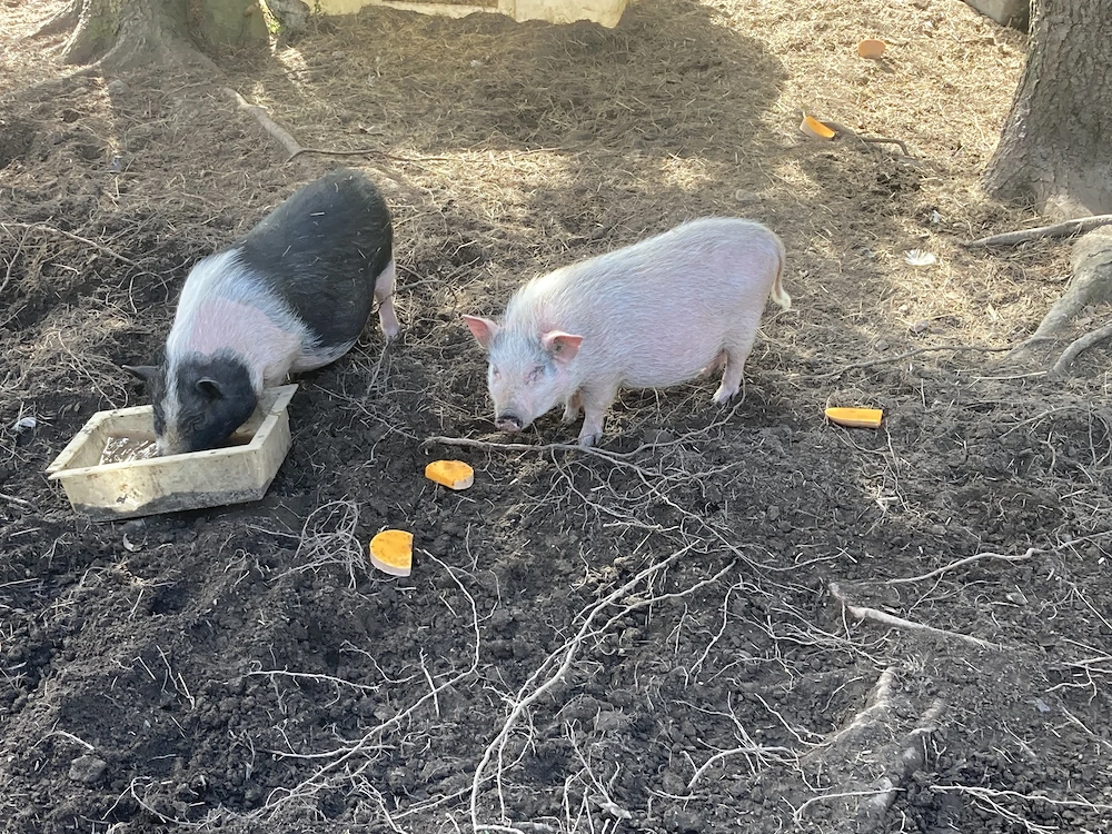 Göttinger Minischweine