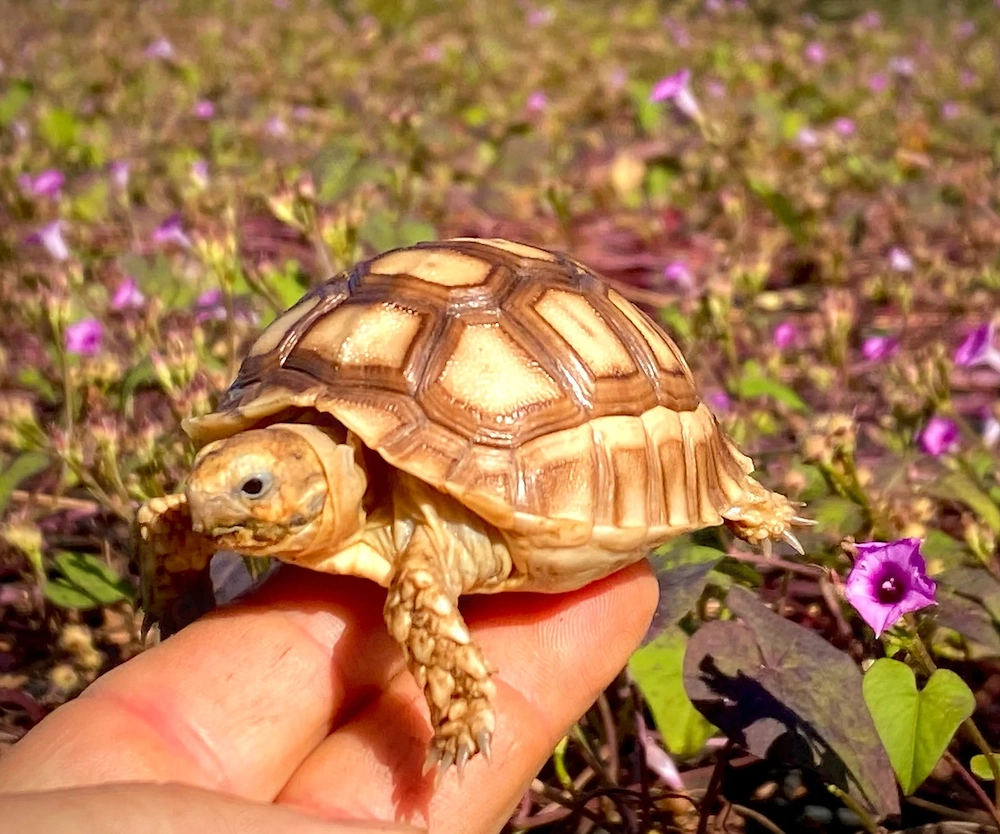 Suche Sulcata Schildkröte spornschildkröte