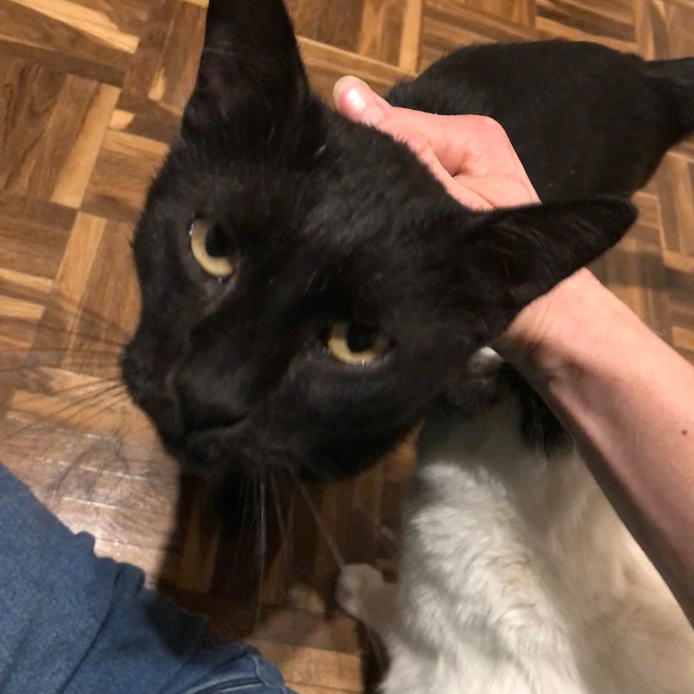 Rony & Fiona - ein unzertrennliches Herz sucht ein gemeinsames Zuhause