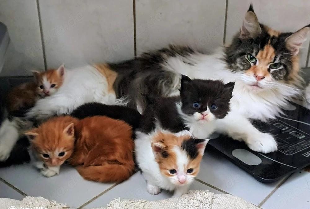 Maine Coon 