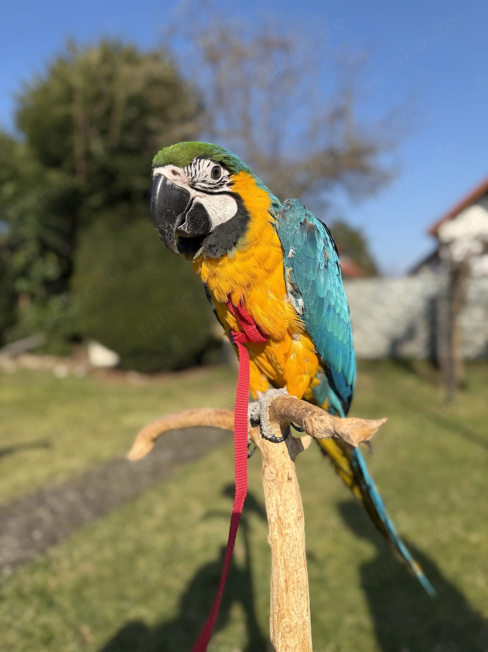 Weibliche Gelbbrustara 